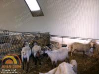  | سوله گوسفنداری | سوله سالن پرورش گوسفند -به روش UBM -  نمای داخلی - 